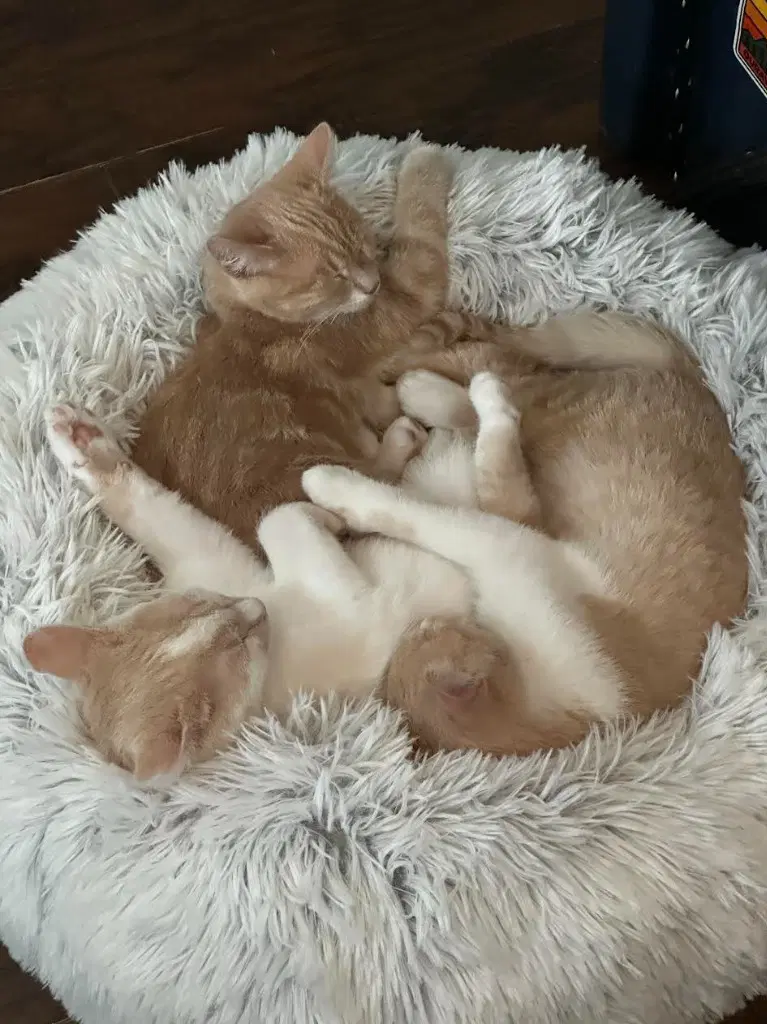 Cinnamon image 3
