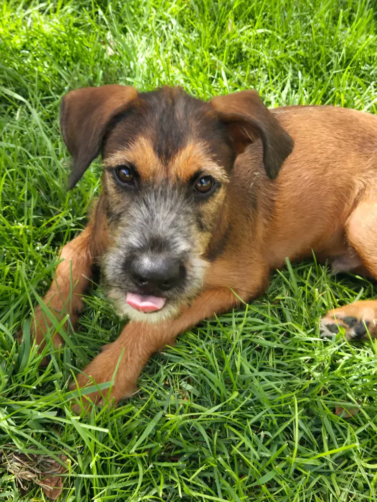 Cooper - Terrier