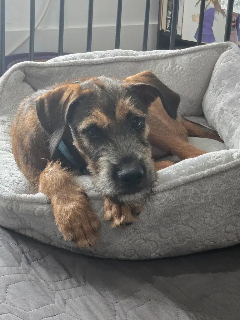 Cooper image 4