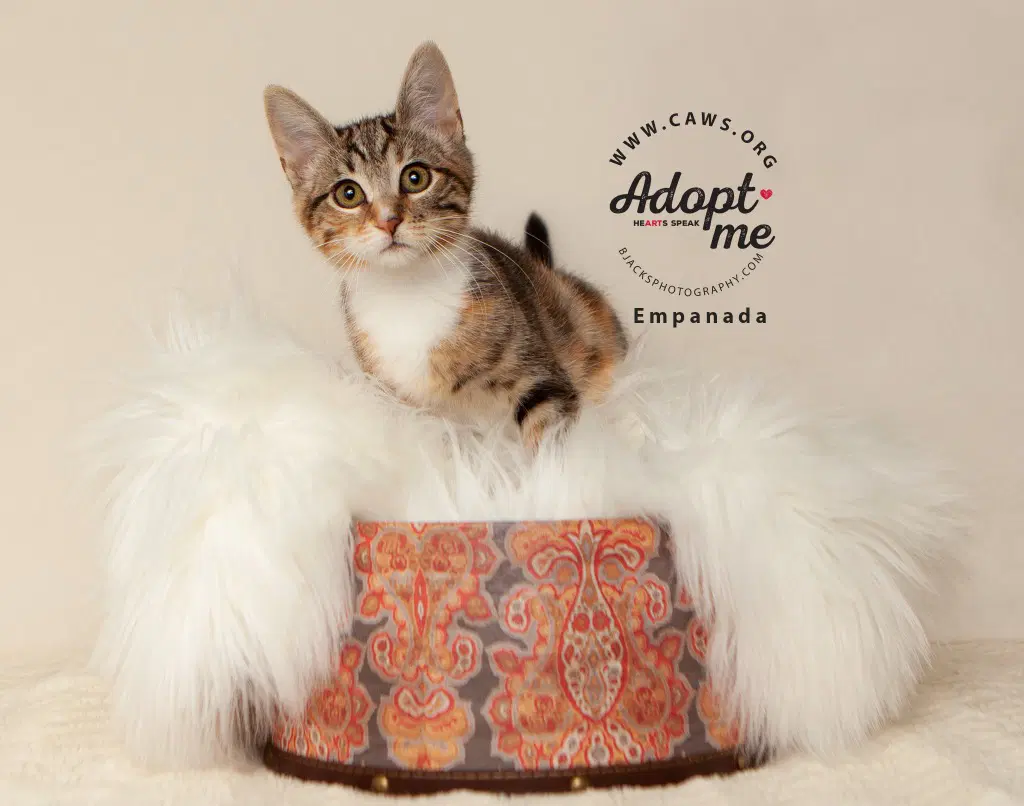 Empanada - Domestic Short Hair
