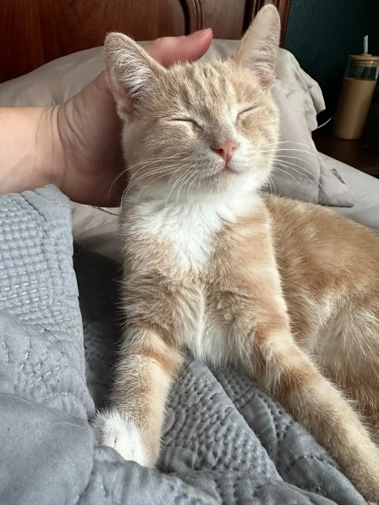 Ginger Snap - Domestic Short Hair