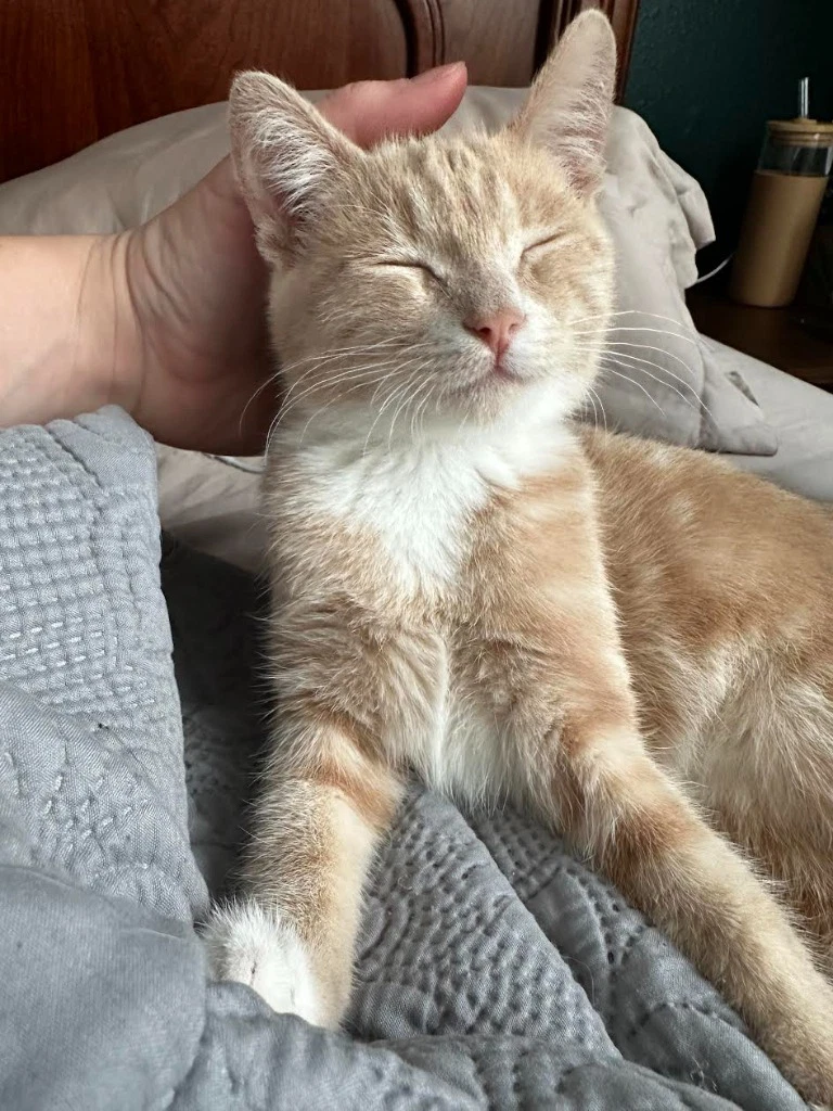 Ginger Snap