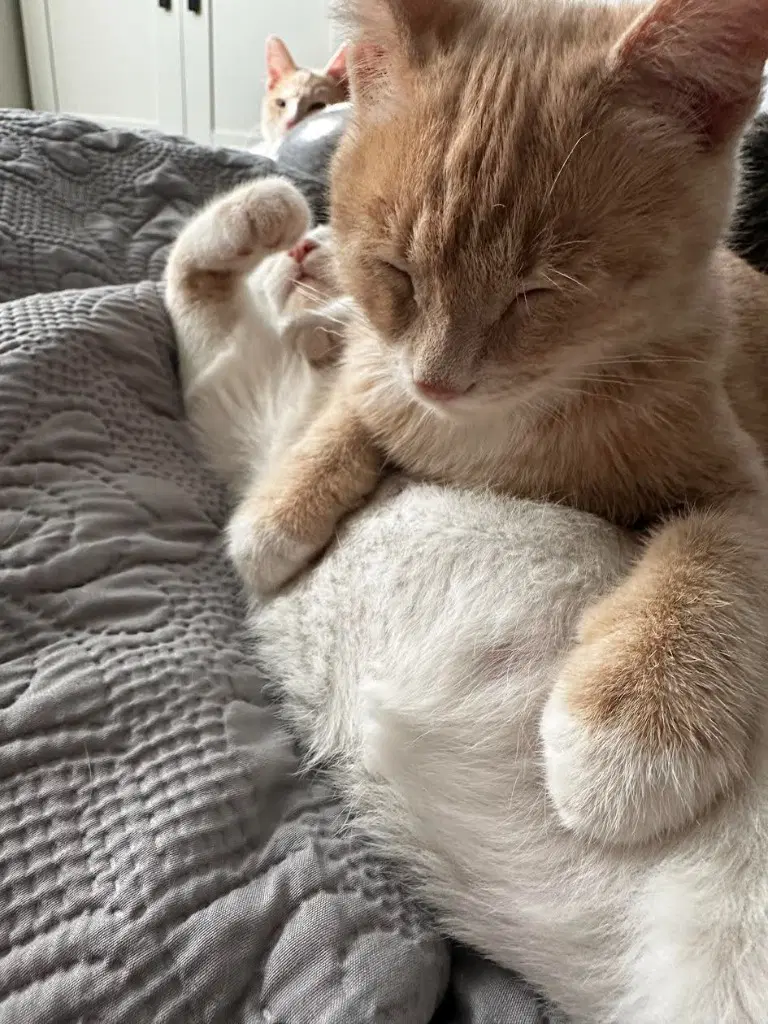 Ginger Snap image 2
