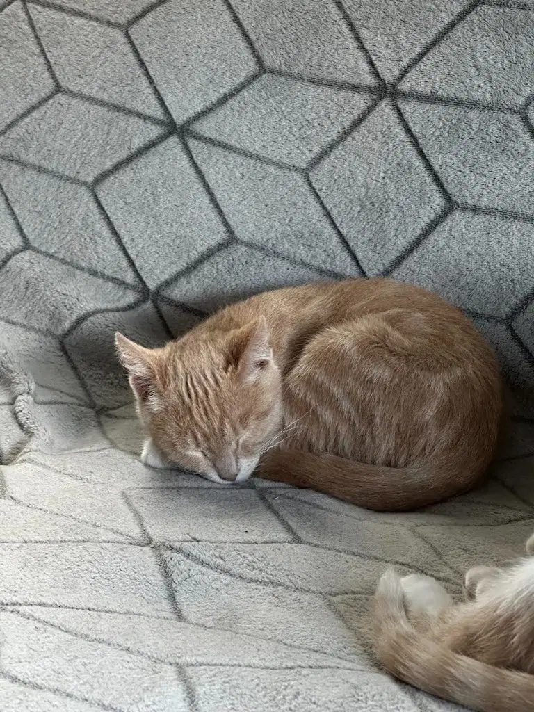 Ginger Snap image 4