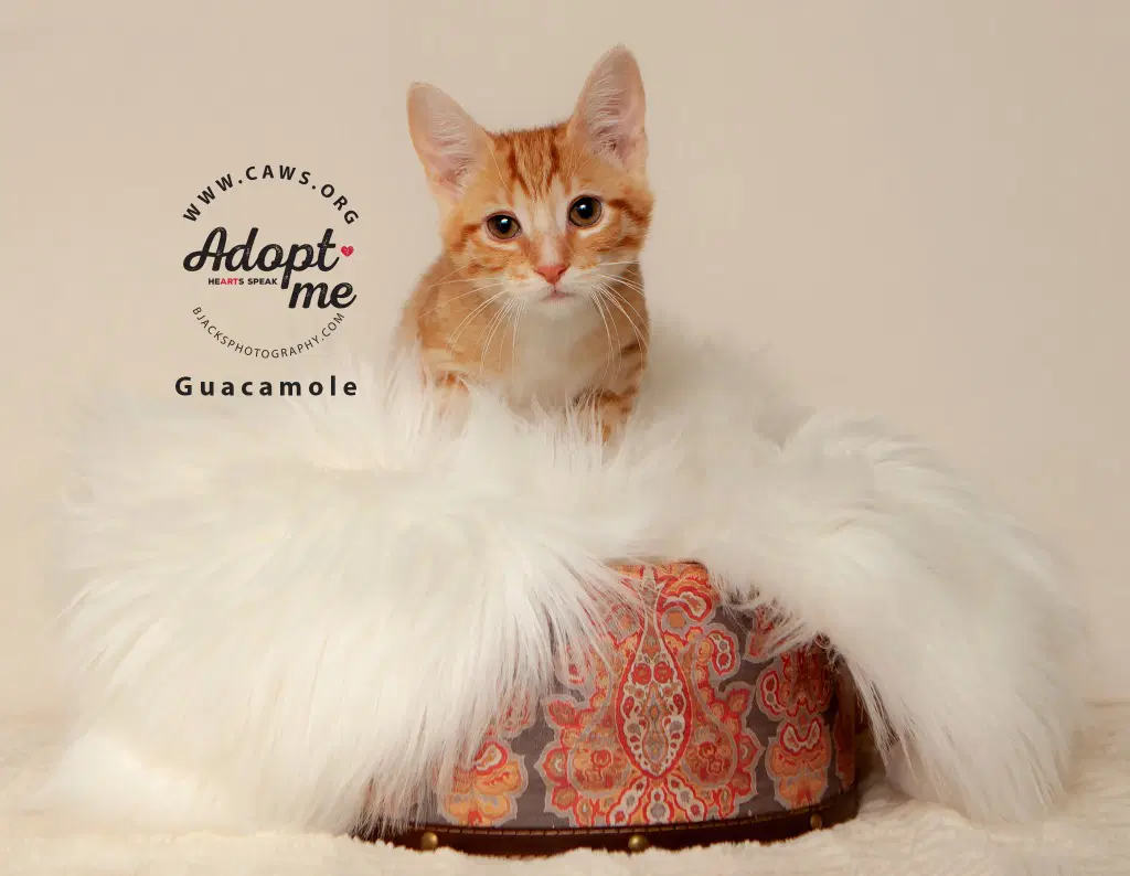 Guacamole - Domestic Short Hair