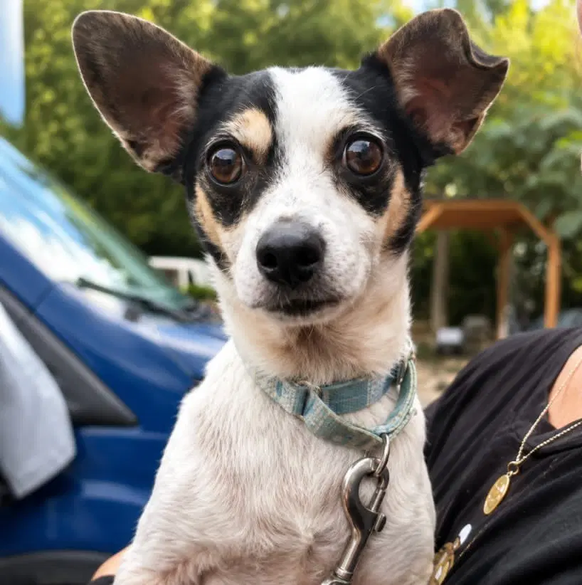 Gwen - Chihuahua