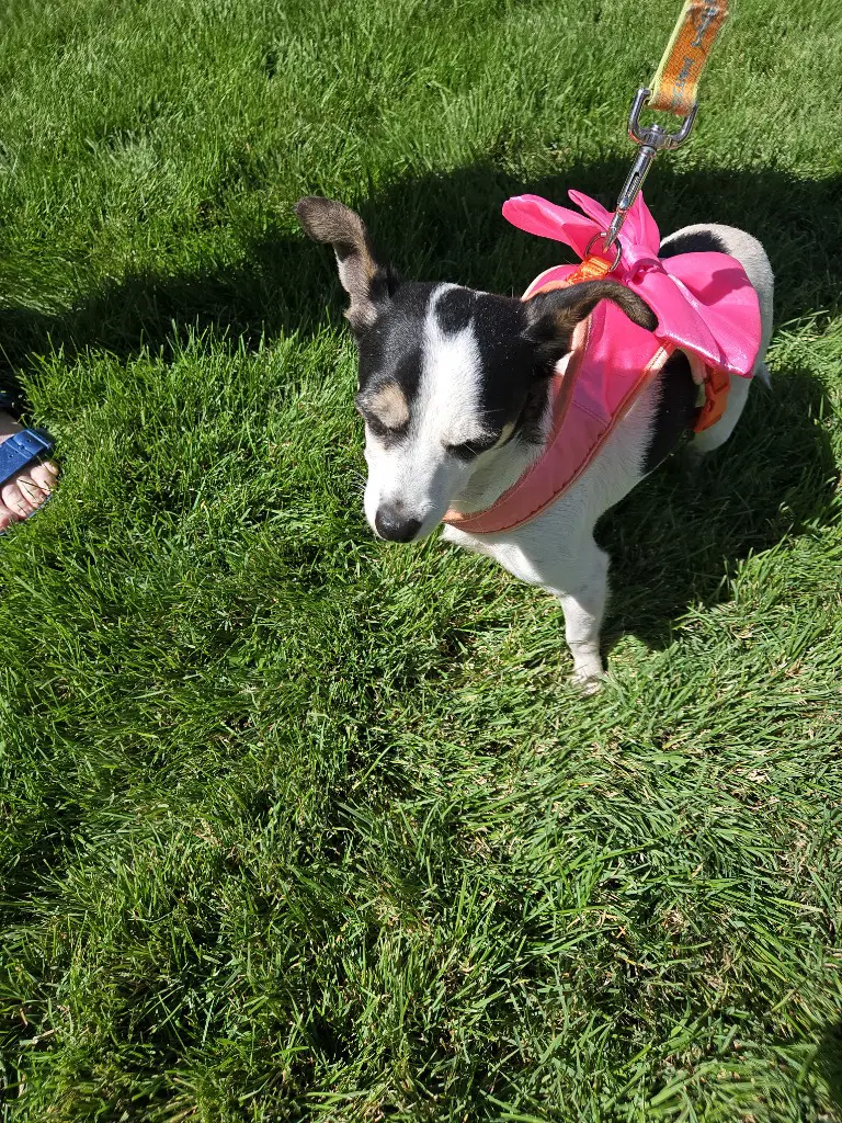 Gwen image 2