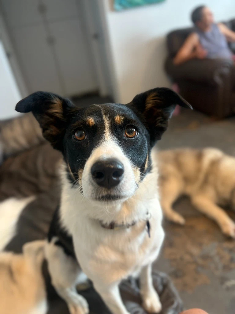 Jolene