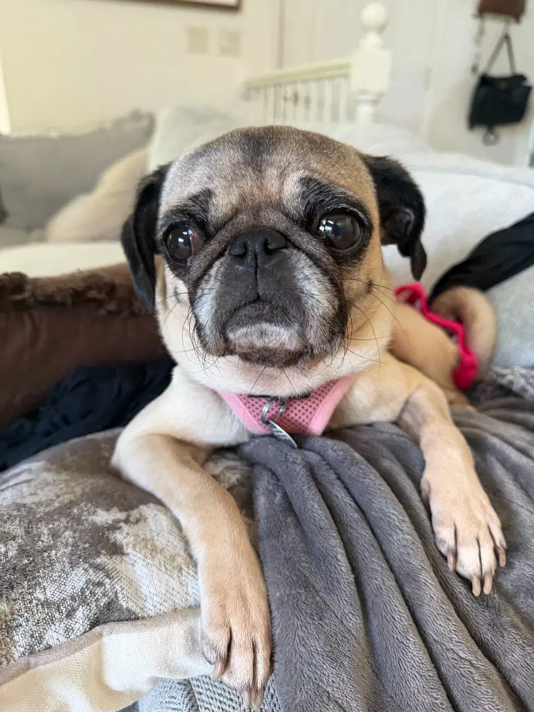 Junebug - Pug