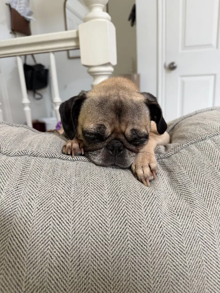 Junebug image 2