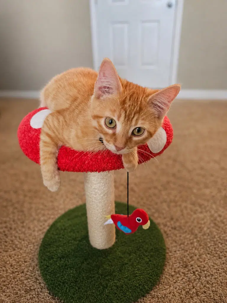 Linus image 1