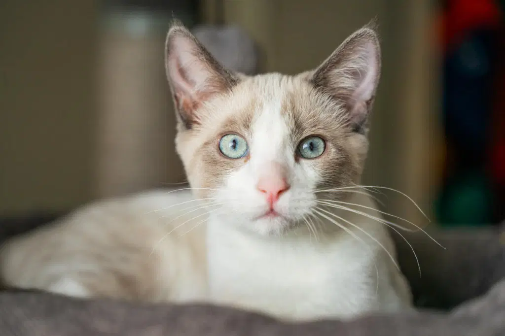 Maeve - Siamese