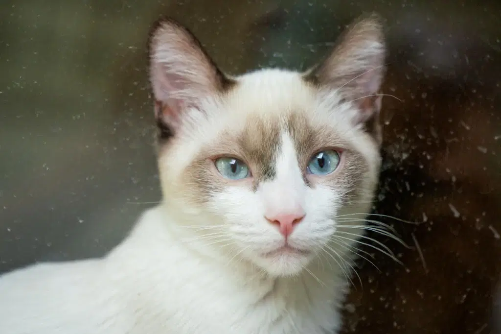 Mapache - Siamese
