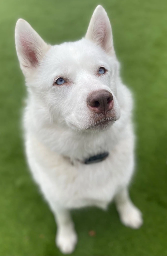 Maya