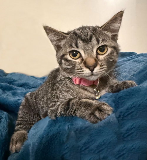 Spark, a cat for adoption from Community Animal Welfare Society