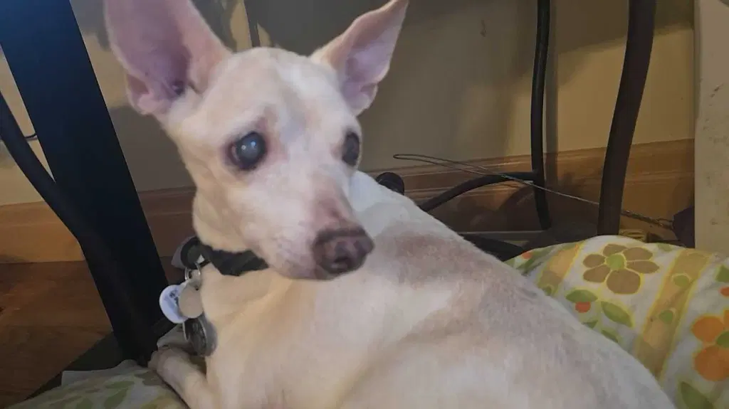 Vincent Vinny Laguardia Gambini - Rat Terrier