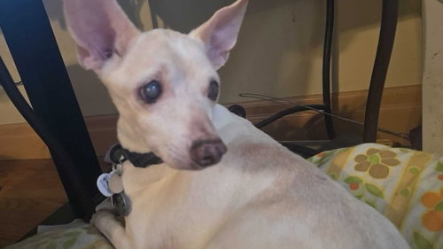 picture of the dog needing adoption