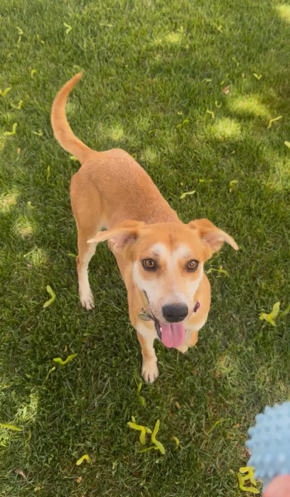 Willow - Labrador Retriever