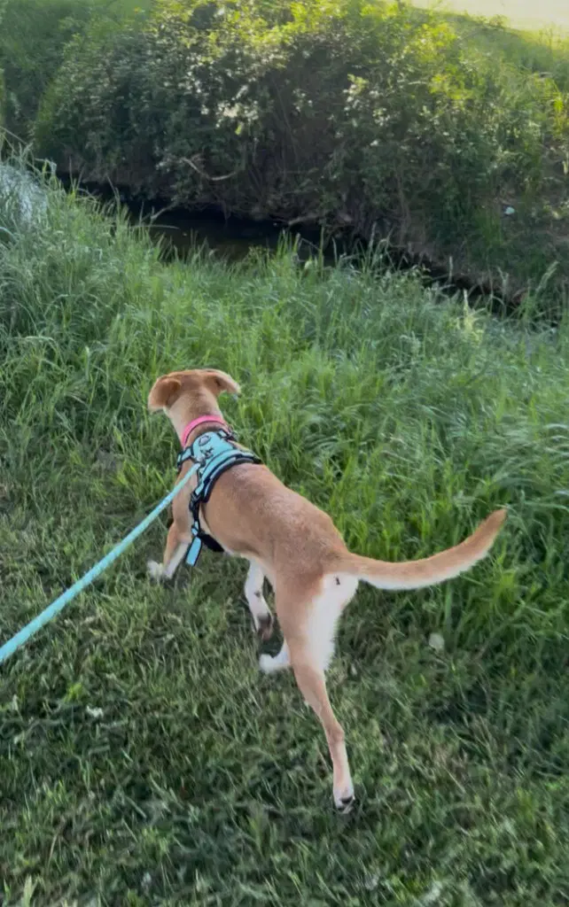 Willow image 4