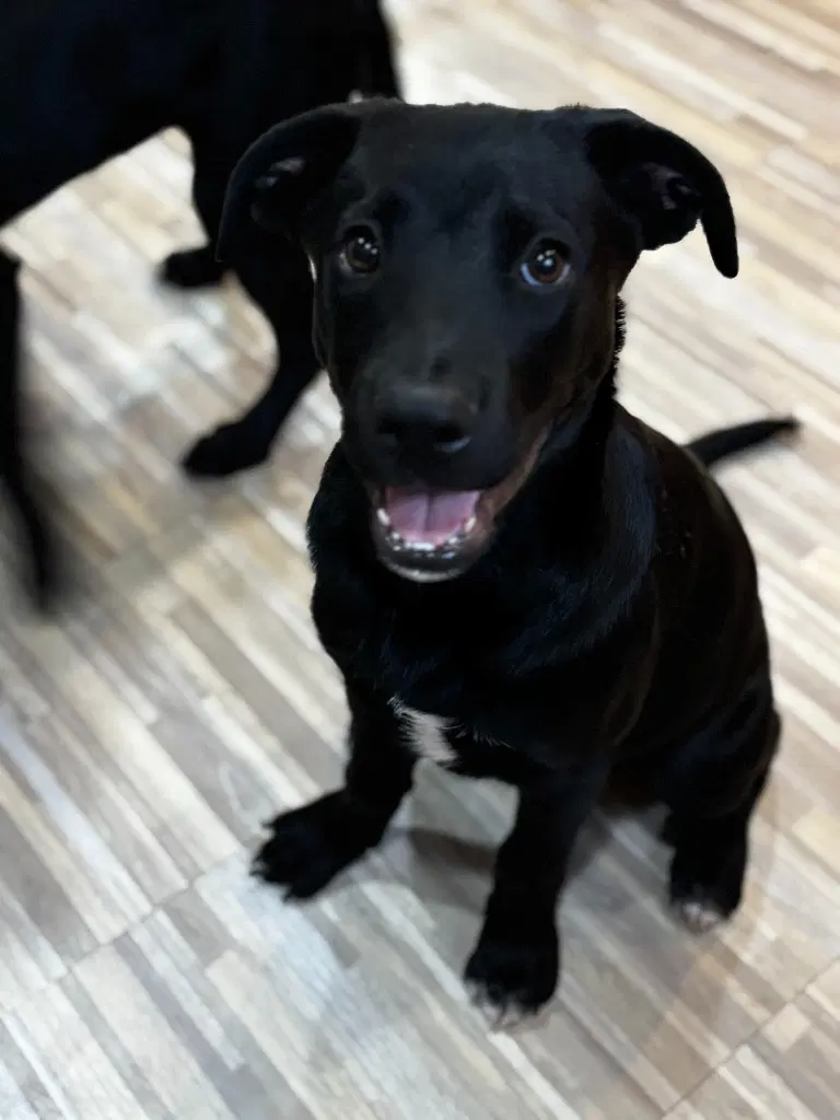 Bo - Labrador Retriever