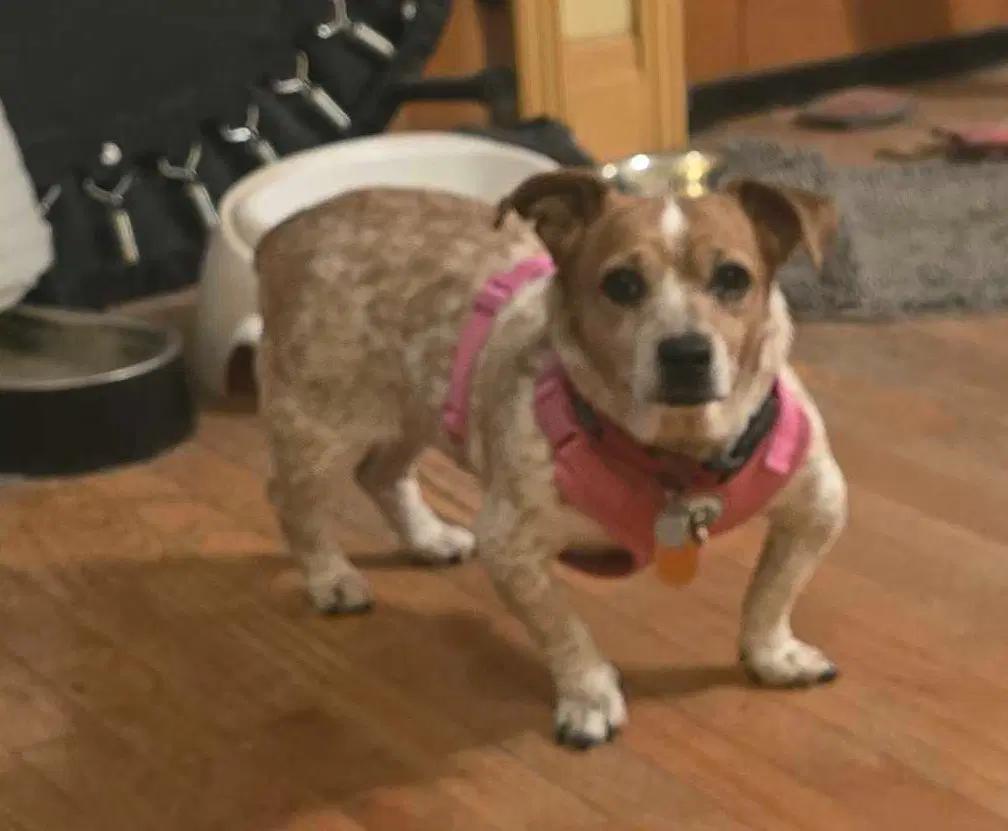 Mona Lisa Vito - Chihuahua
