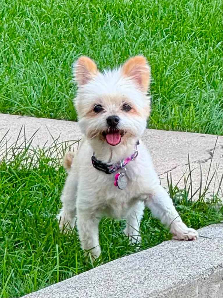 Precious - Maltese