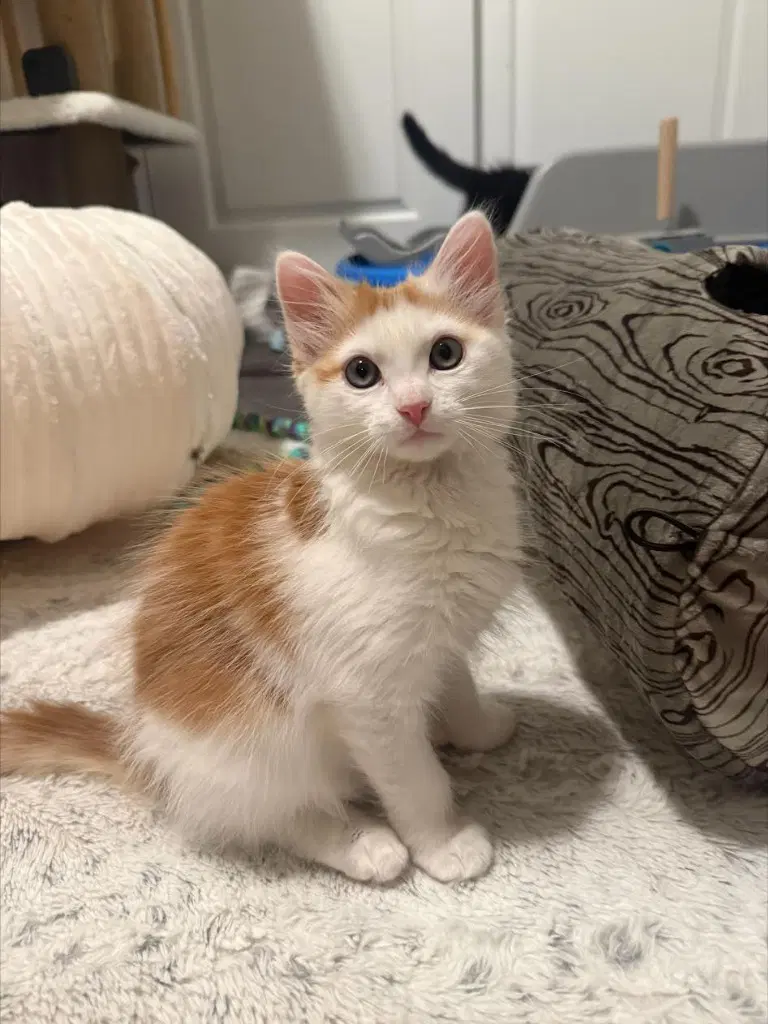 Scoobert - Domestic Short Hair