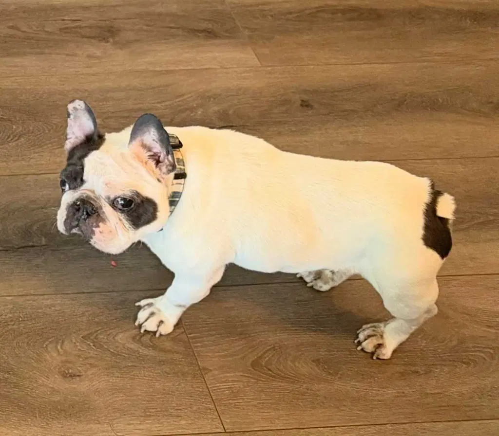 Whogee - French Bulldog