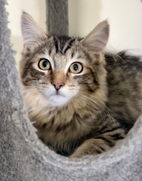 Bronco, a cat for adoption from Community Animal Welfare Society
