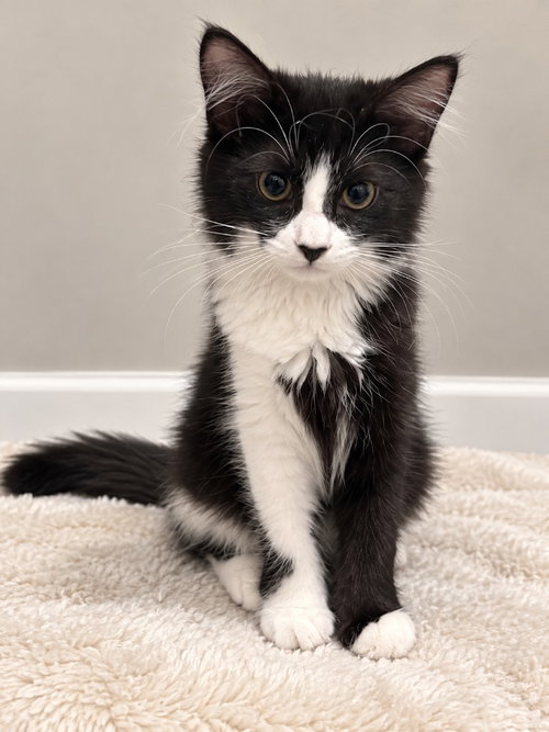 Camry, a cat for adoption from Community Animal Welfare Society