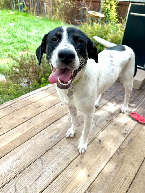 picture of the dog needing adoption
