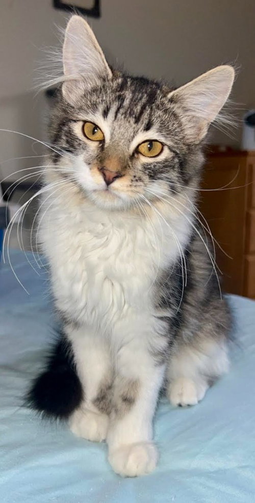 Chrysler, a cat for adoption from Community Animal Welfare Society
