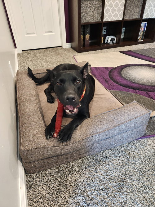 picture of the dog needing adoption