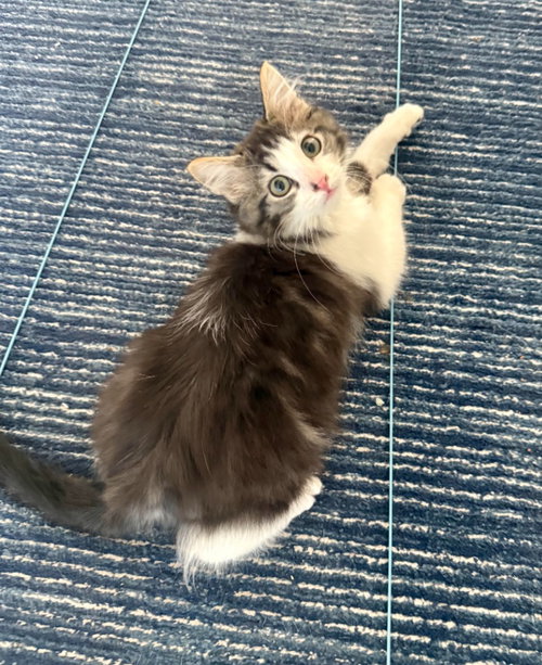 Frank, a cat for adoption from Community Animal Welfare Society
