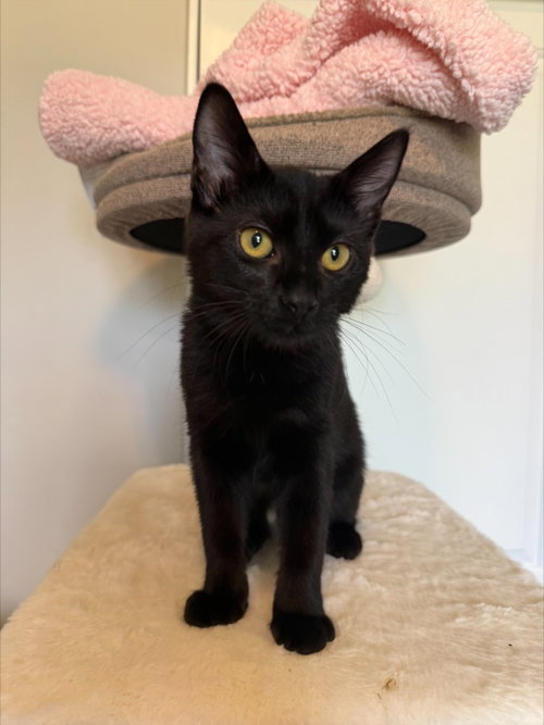 Gremlin, a cat for adoption from Community Animal Welfare Society