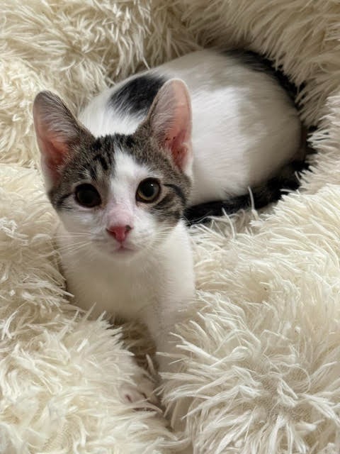 Ku, a cat for adoption from Community Animal Welfare Society