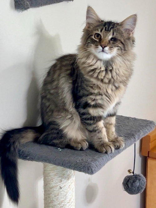 VW Bug, a cat for adoption from Community Animal Welfare Society