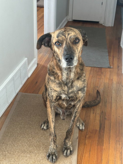 picture of the dog needing adoption
