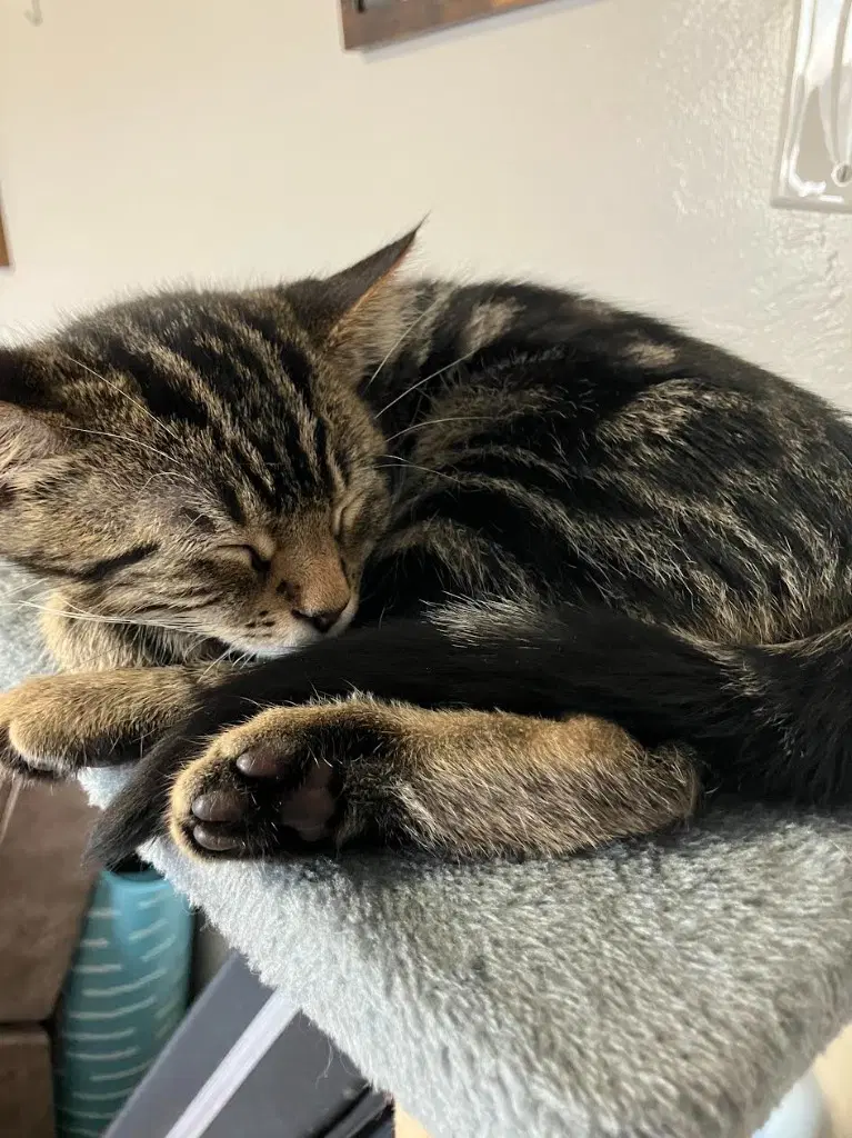 Cedric - Domestic Short Hair