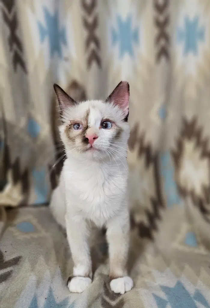 Tayberry - Domestic Short Hair