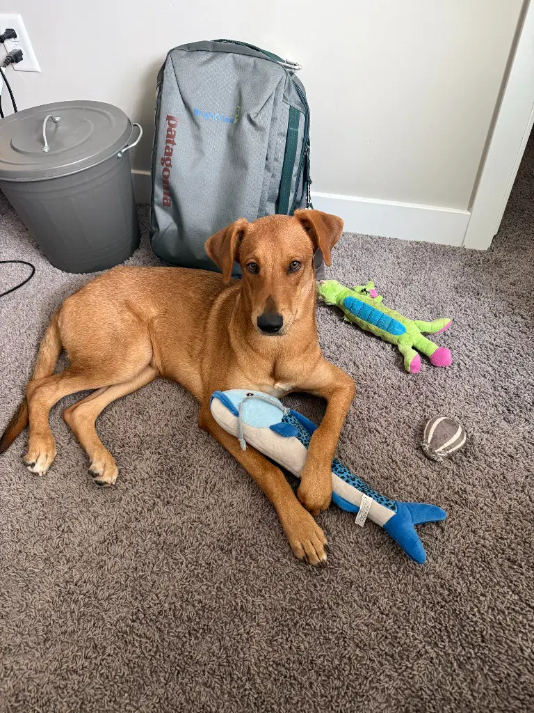 Georgia Peach - Labrador Retriever