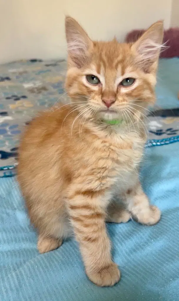 Abra - Domestic Medium Hair