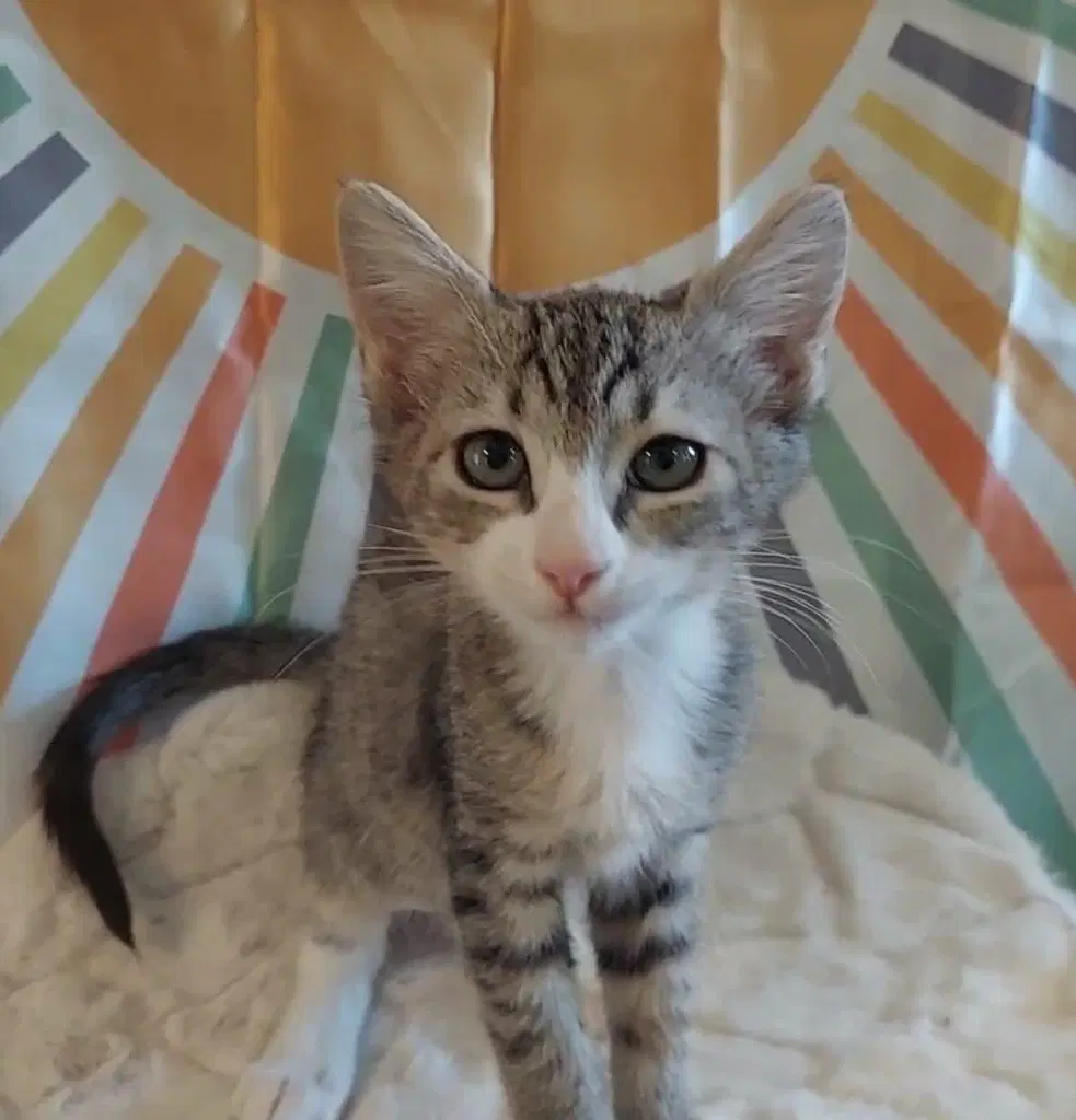 Davy - Domestic Short Hair