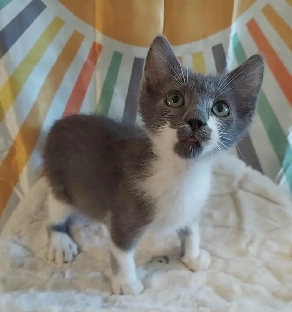 Micky - Domestic Long Hair