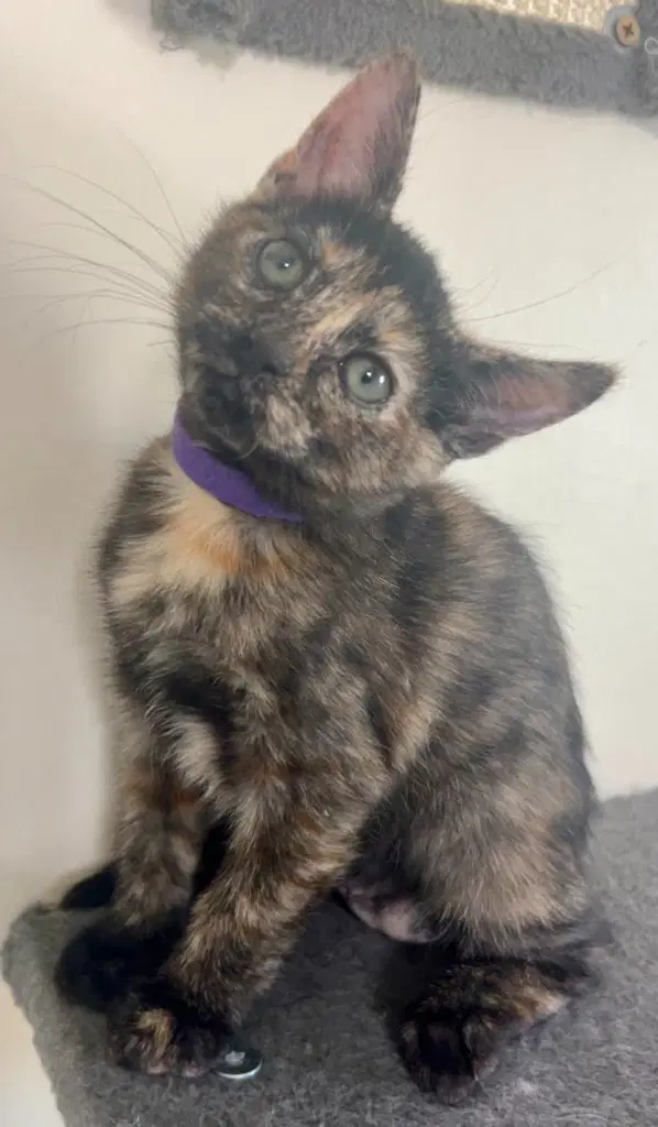 Ponyta - Domestic Short Hair