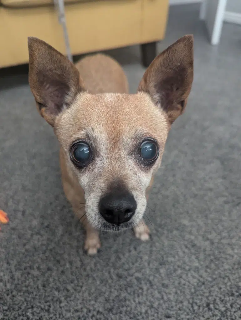 Apricot - Chihuahua