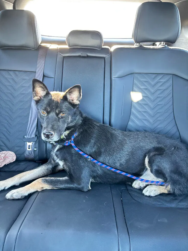 Brandy - Shepherd