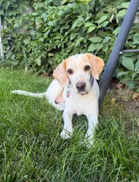 Kiwi - Beagle
