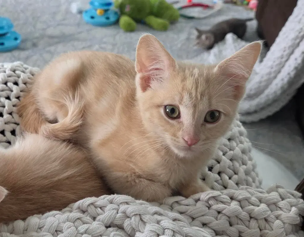 Pippin - Domestic Short Hair