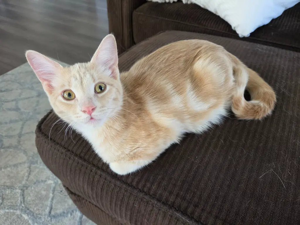 Pippin - Domestic Short Hair